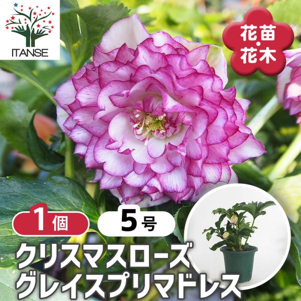 クリスマスローズ グレイスプリマドレス 花苗 5号/1個売り クリスマス