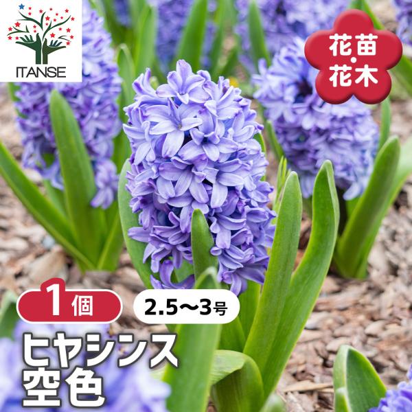 ヒヤシンス 空色 花苗 3号/1個売り 球根の花 鉢植え 地植え