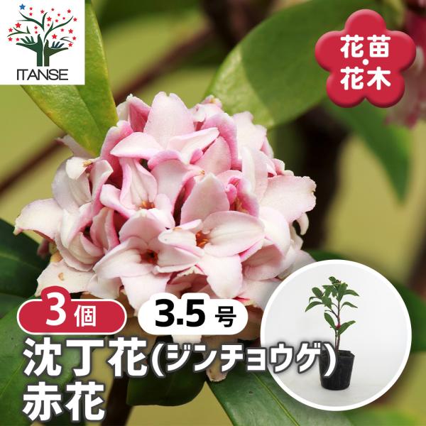 沈丁花 (ジンチョウゲ) 赤花 花木苗 3.5号/お買い得3個セット 日本三大