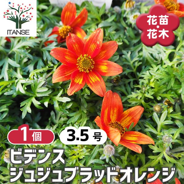 ビデンス ジュジュブラッドオレンジ 花苗 3.5号/1個売り ゴールデン