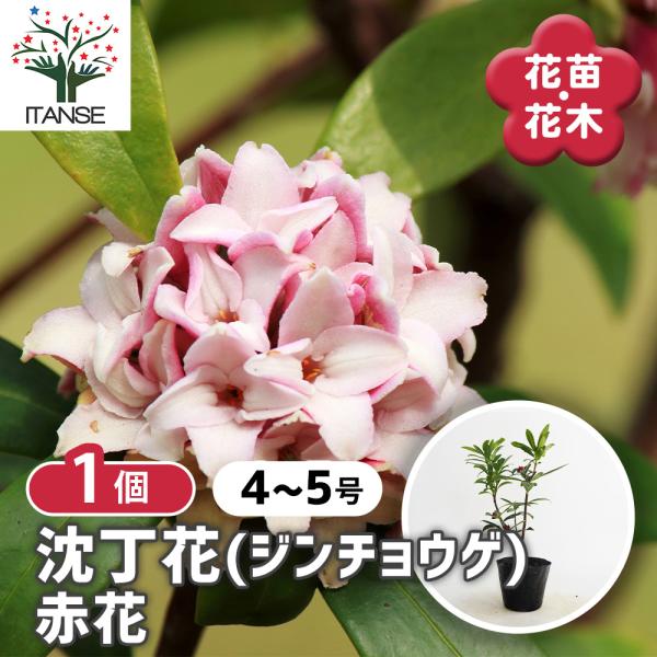 沈丁花 (ジンチョウゲ) 赤花 花木苗 4号/1個売り 日本三大香木