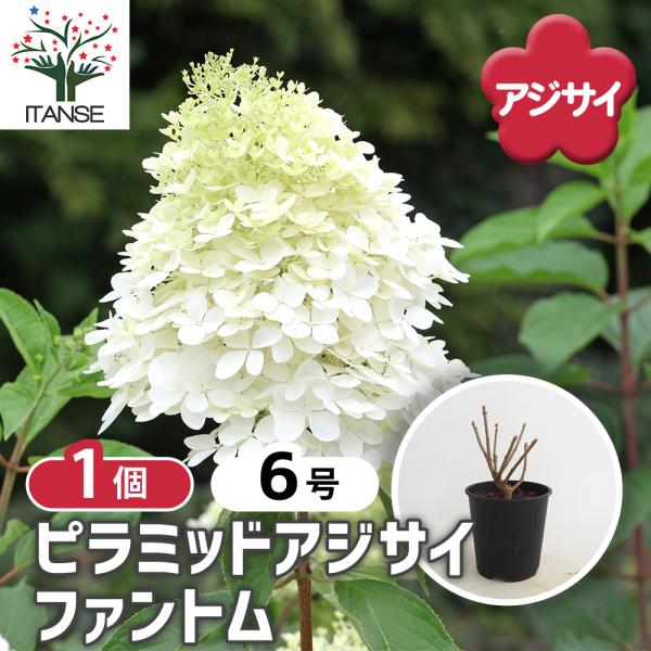 ピラミッドアジサイ ファントム 花木苗 6号/1個売り ピラミッド