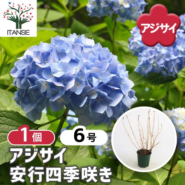 アジサイ 安行四季咲き 花木苗 6号/1個売り あじさい苗 あじさい