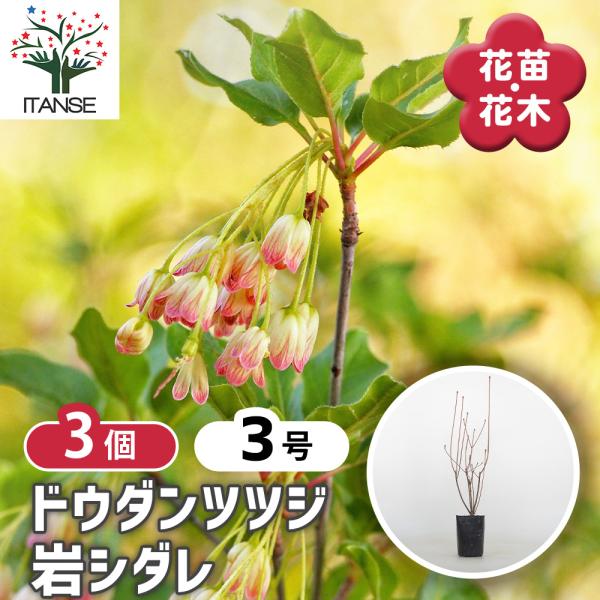 ドウダンツツジ 岩シダレ 花木苗 3号/お買い得3個セット 口紅錦 口紅