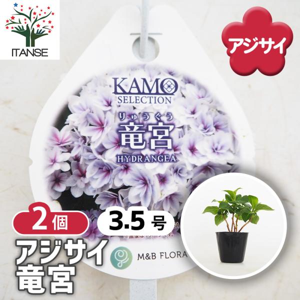 アジサイ 竜宮 花木苗 3.5号/お買い得2個セット あじさい苗 あじさい