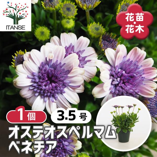 オステオスペルマム ベネチア 花苗 3.5号/1個売り Osteospermum