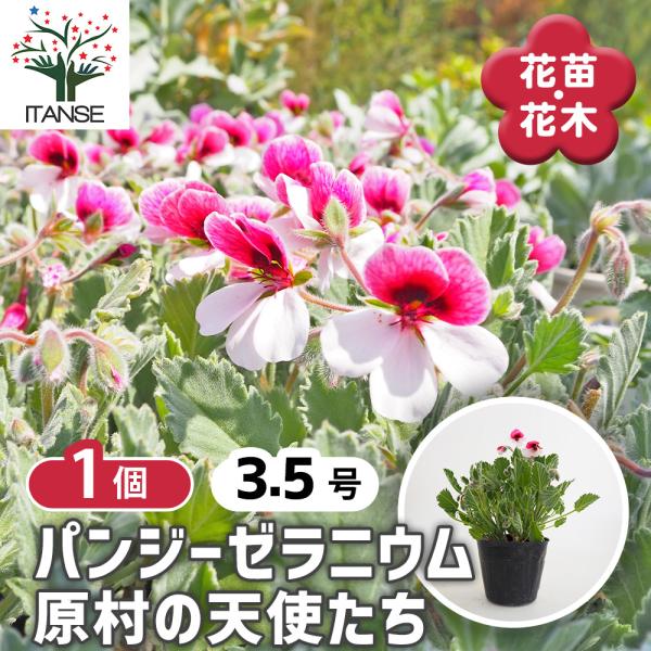 パンジーゼラニウム 原村の天使たち 花苗 3.5号/1個売り ゼラニウ お花