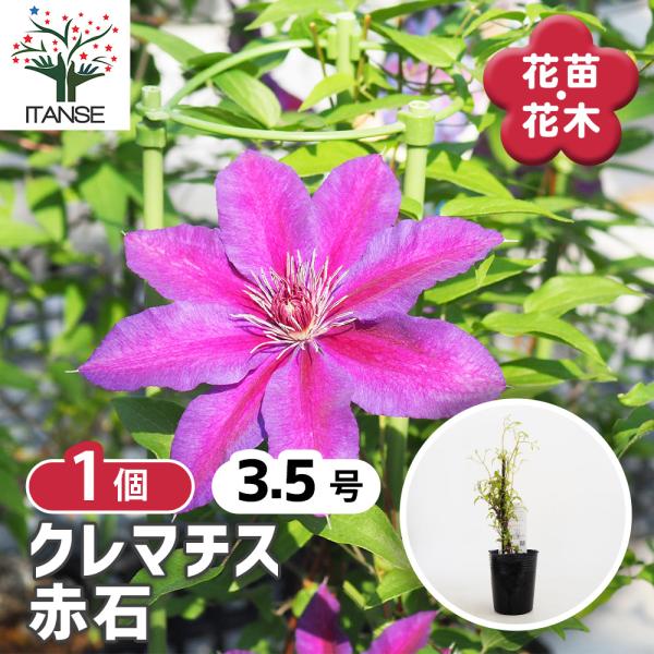 クレマチス 赤石 花苗 3.5号/1個売り 花の苗 花木の苗 花木 風車