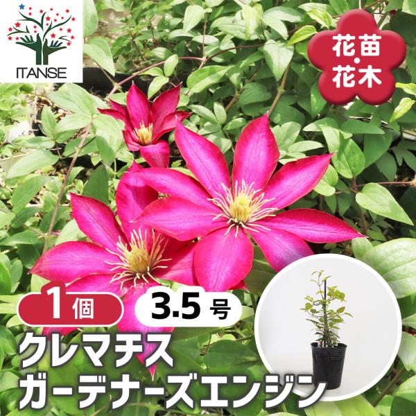 クレマチス ガーデナーズエンジン 花苗 3.5号/1個売り 花の苗 花木の苗