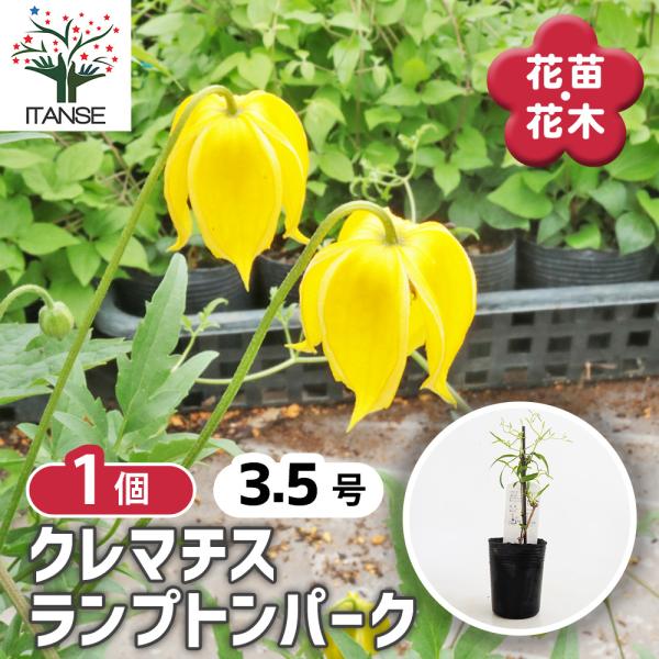 クレマチス ランプトンパーク 花苗 3.5号/1個売り 花の苗 花木の苗