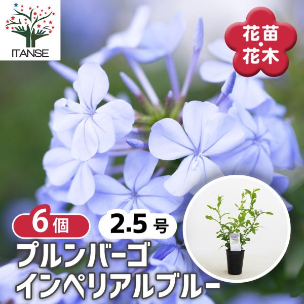 プルンバーゴ インペリアルブルー 花苗 2.5号/お買い得6個セット 花木 花木苗 花の苗 耐寒性 常緑 低木 ガーデニング