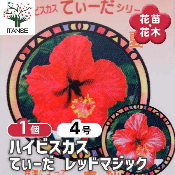 紅花 ハイビスカス てぃーだ レッドマジック 花木苗 4号/1個売り ハワイアン