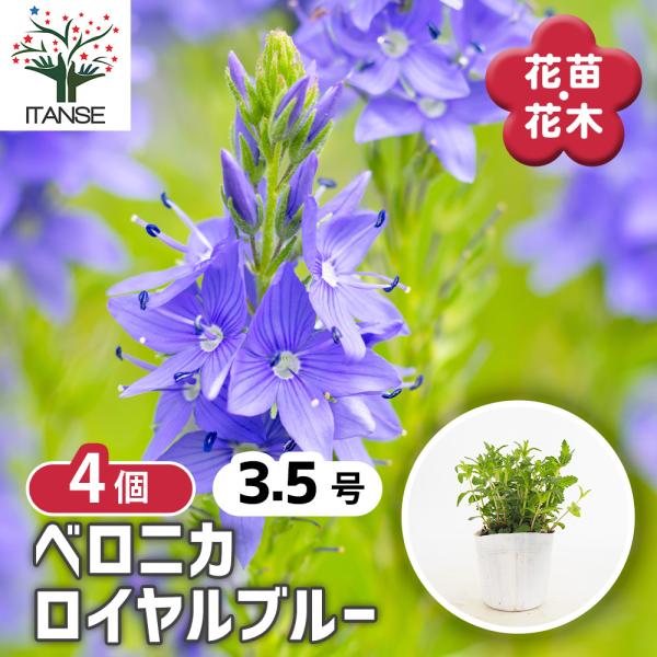ベロニカ ロイヤルブルー 花苗 3.5号/お買い得4個セット Veronica