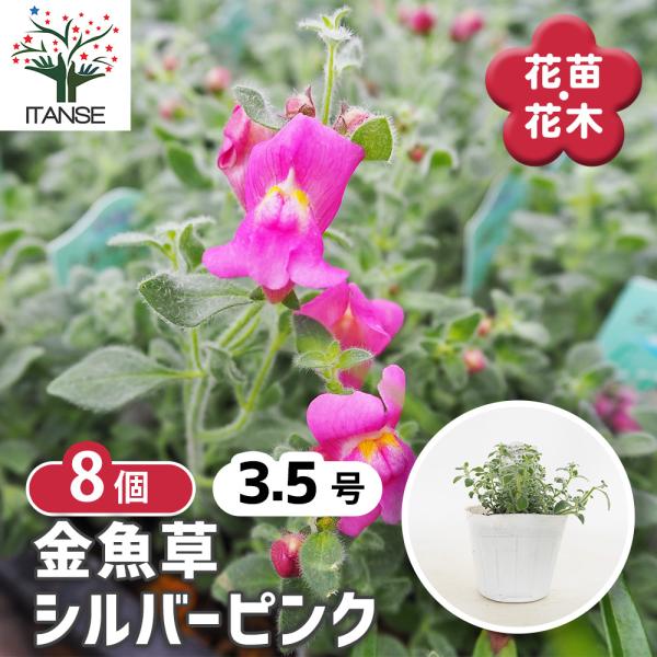 【花苗セット】銀葉宿根金魚草 シルバーライトピンク & スイートピンク itanse_han09879