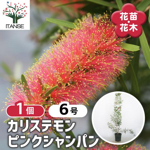 カリステモン ピンクシャンパン 花木苗 6号/1個売り ブラシの木