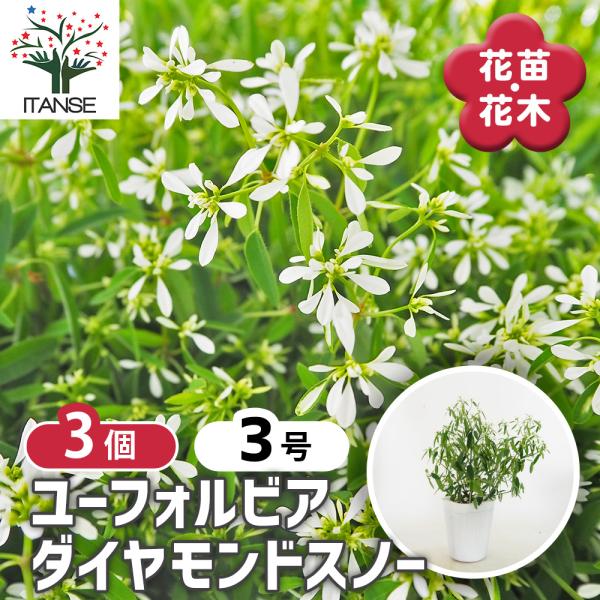 ユーフォルビア ダイヤモンドスノー 花苗 3号/お買い得3個セット お花