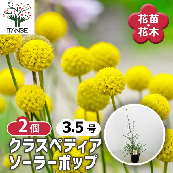 夏☀︎SALE！アナベルとイエローのミルフィーユガーランド　クラスペディア クラスペディア ソーラーポップ 花苗 3.5号/お買い得2個セット ドラム