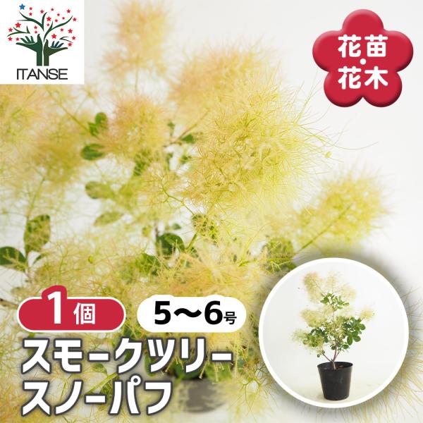 スモークツリー スノーパフ 花木苗 5号/1個売り 煙の木 ケムリノキ ケムリの木 スモークブッシュ ハグマノキ フラワー 花苗 花木