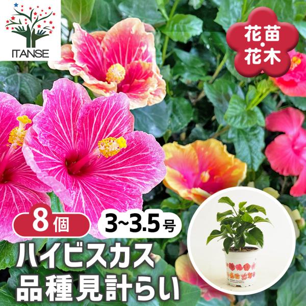 ハイビスカス 品種見計らい 花苗 3号/お買い得8個セット ハワイアン Hibiscus アロハ アロアロ 仏桑花 熱帯花木 苗 苗木 花の苗 庭植え