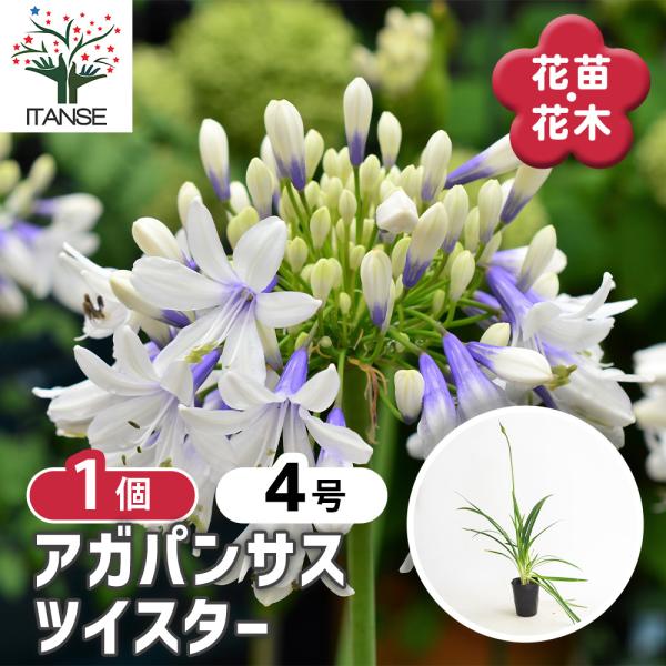 アガパンサス ツイスター 花苗 4号/1個売り 花の苗 ユリ 紫君子蘭 ガーデニング