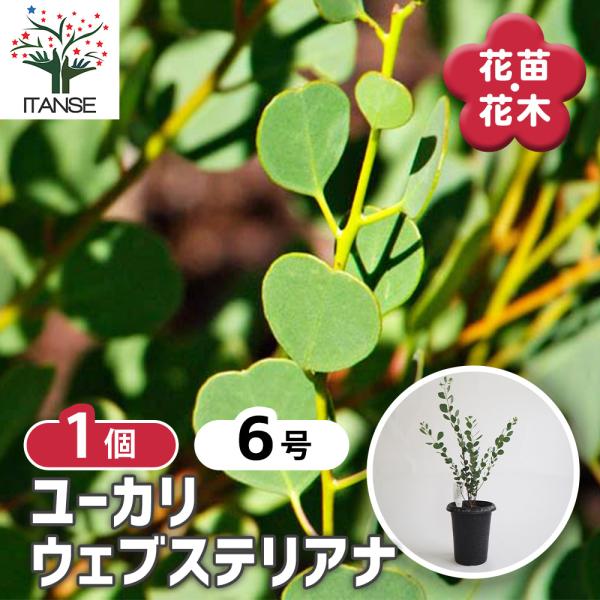 ユーカリ ウェブステリアナ 花木苗 6号/1個売り ユーカリの苗 ユーカリの苗木 グニー グニユーカリ グニーユーカリ 庭木