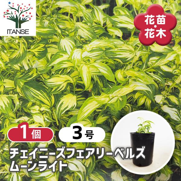 チャイニーズフェアリーベルズ ムーンライト 花苗 3号/1個売り Disporum cantoniense Moonlight 宿根草 ベル型