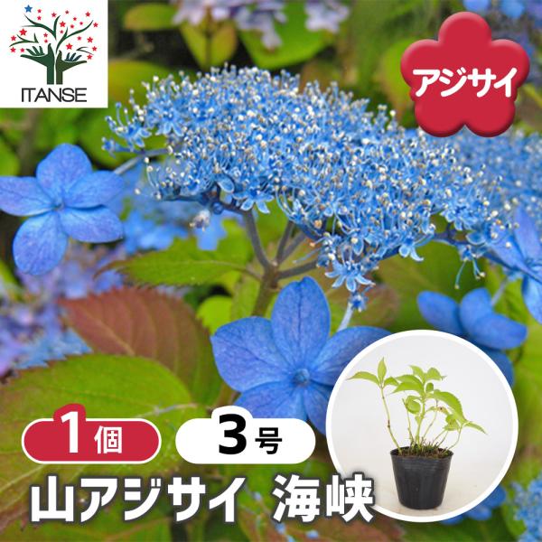 山アジサイ 海峡 花木苗 3号/1個売り 花木 花木の苗 花の苗