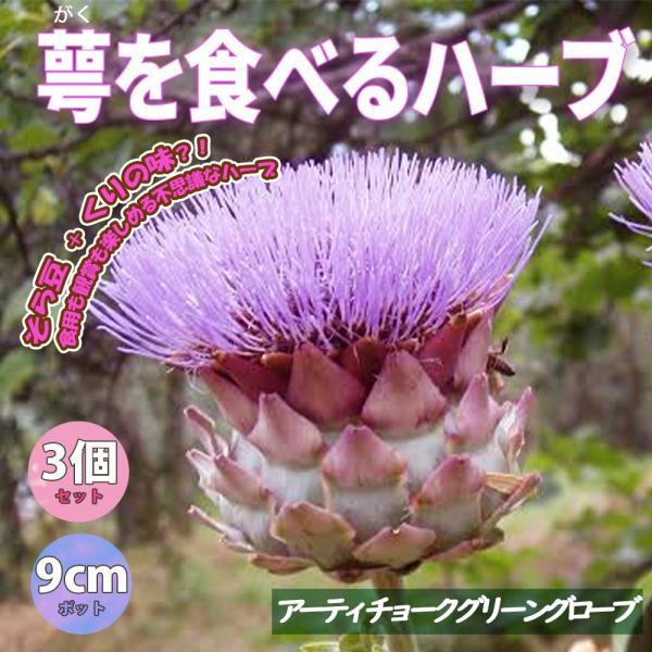 学名：Cynara scolymusアーティチョークは、キク科チョウセンアザミ属の多年草。和名はチョウセンアザミ。若いつぼみを食用とする。地中海沿岸原産。日本ではあまり馴染みがありませんが、ヨーロッパやアメリカではハーブというよりポピュラー...