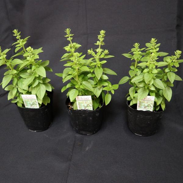 ハーブ苗 ホーリーバジル ヴァナ トゥルシー 9cmポット 3個セット 送料無料 Buyee Buyee Japanese Proxy Service Buy From Japan Bot Online