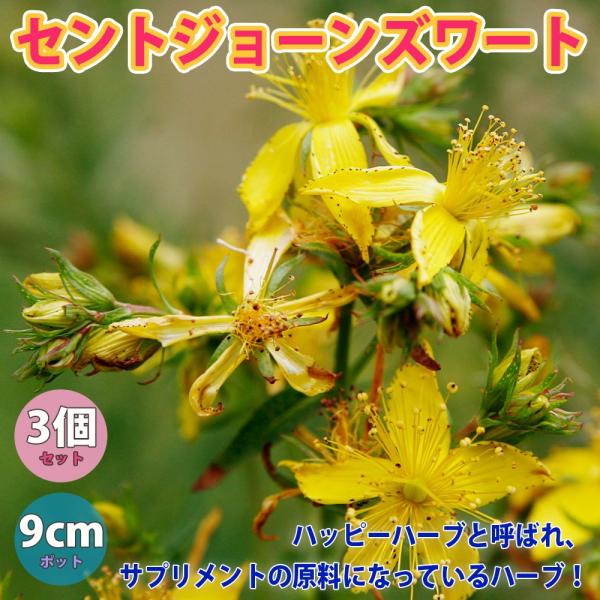 ハーブです 楽天市場】花苗 ハーブ苗. 斑入り葉 タイム フォックスリー 1鉢