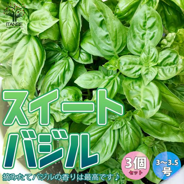 ハーブ苗 スイートバジル 9cmポット 3個セット 送料無料 Her 野菜苗 植物 青果物販売のitanse 通販 Yahoo ショッピング