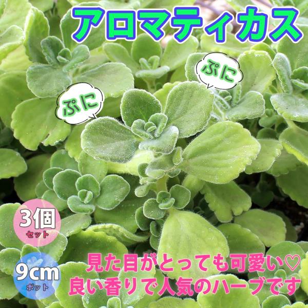 シソ科プレクトランサス属学名: Plectranthus amboinicus原産地: インドから南アフリカアロマと名前がついているように、とても香りの良い植物です。さわやかな清涼感のある強い香りです。少し手に触れただけでも香りがつきます。...