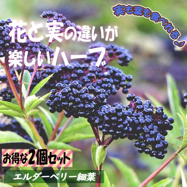 葉が細く、もみじのような可愛い形で、葉が茂ると涼やかでお庭のシンボルツリーにもなる品種。ヨーロッパでは古くから薬用植物として用いられ、生垣などにも使用されています。初夏には白い細かい集合花を咲かせ、その後秋には黒い実がつきます。学名：Sam...