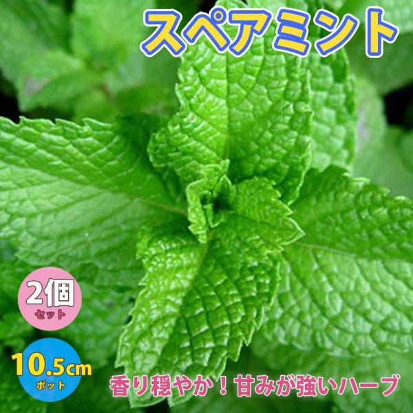 ミントの中でも、ペパーミントと並び、代表的な品種です。ペパーミントと比べると、葉が少しモコモコした手触りで艶がありません。香りが穏やかで甘みが強いのが特徴です。鎮静作用に優れます。学名のMenthaは、ラテン語で「思考」を意味するmente...