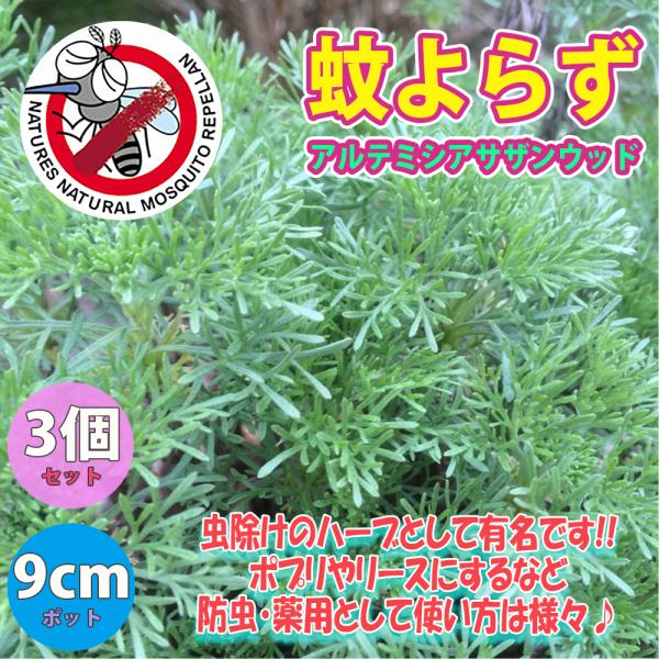 オーストラリアでは蚊が嫌がる植物として有名です。細く青みがかったシルバーリーフを肌にこすりつけたり、切り口から出る樹液を使います。虫除けのハーブとして有名なワームウッドの1種です。栽培は容易で非常に強く、高温多湿にも耐え、耐寒性もあります。...