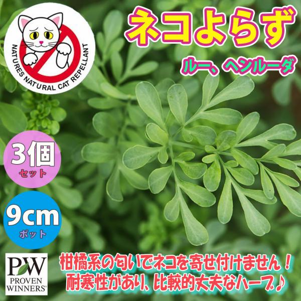 学名：Ruta graveolens別名：ルー、ヘンルーダ、ハーブオブグレイス原産地：南ヨーロッパタイプ：ミカン科ヘンルーダ属の常緑多年草開花期：6月〜8月花色：黄草丈： 100cm【特徴】柑橘系の匂いで野良ネコを寄せ付けません。ヨーロッパ...