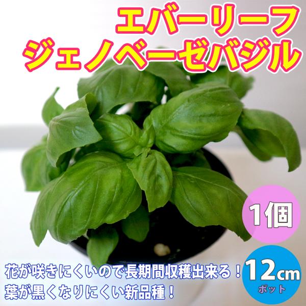 葉が黒くなりにくく、花が咲きにくいので長期間収穫が出来る、新しいタイプのスイートバジル品種で、発売当初から大人気です。ベト病などに中程度の耐性を持っているので、栽培が楽です。ジェノベーゼの名のとおり、豊かな味と香りでパスタやそれ以外の料理に...