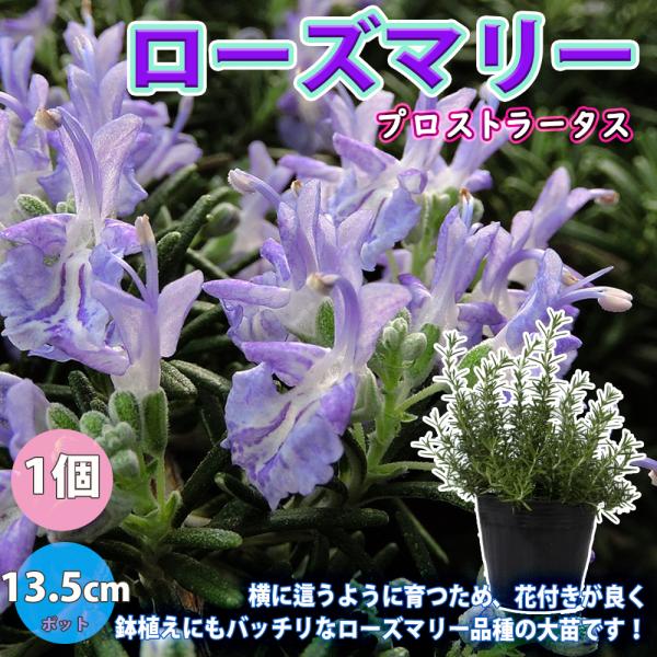 枝が横に這いしだれる、ほふく性のローズマリー。 プロストラータスは、ラテン語で「地を這う」の意味です。 淡いブルーの花をたくさん咲かせ、高さは30cmくらいです。 春〜初夏にかけて軽く枝を剪定すると形よく仕立てられます。 葉を料理やハーブテ...