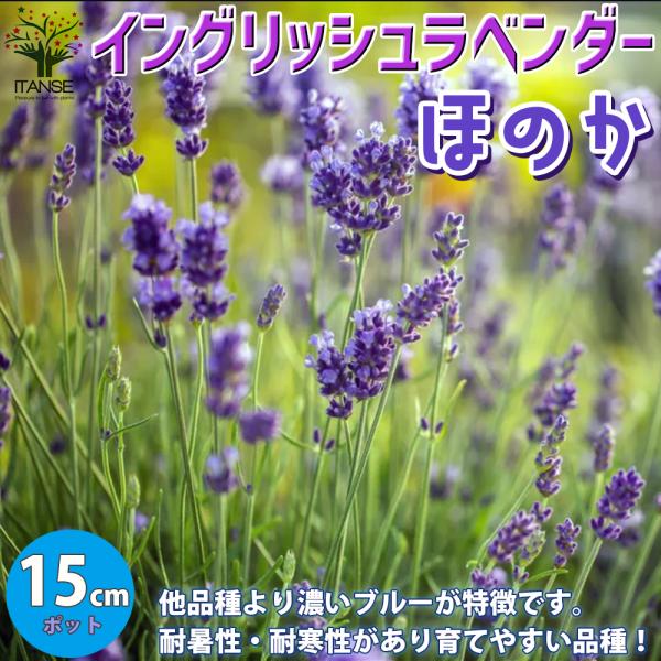 富良野 ラベンダー 苗 みんな探してる人気モノ 富良野 ラベンダー 苗 食品