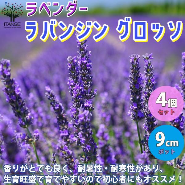 ITANSE ラベンダーの苗 ラバンジン グロッソ ハーブの苗 9cmポット お買い得4個セット 料...