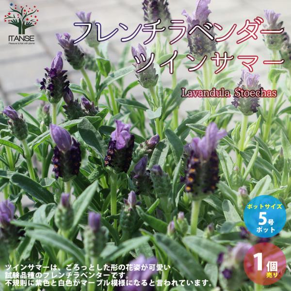 ITANSE フレンチラベンダー ツインサマー ハーブの苗 5号鉢 1個売り