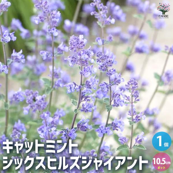 シックスヒルズジャイアントは、キャットミントの改良品種で、シルバーがかった葉色と薄紫色〜青色の花が特徴の品種です。従来品種より、花や葉が大きい品種です。株立ちが良く、香りも良いです。大株になると見ごたえがあります。花後に切り戻すと、繰り返し...