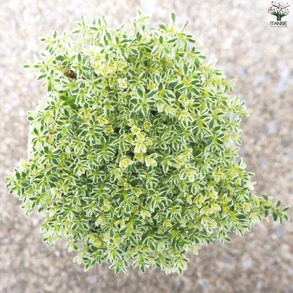 ITANSE �N���[�s���O�^�C�� �z�C�b�v�N���[�� �n�[�u�̕c 3���|�b�g/��������4�Z�b�g �n�[�u�̕c �c �^�C�� �n�[�u�c �n�[�u herb �V�\ �C�^���Z���� ���i�摜4