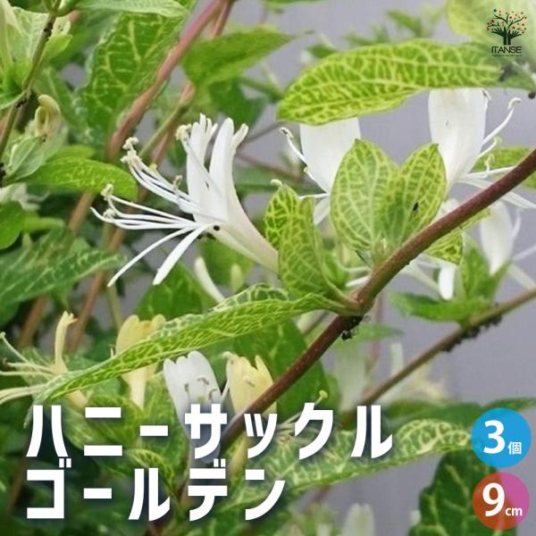 イングリッシュガーデンの代表種で、葉も花も美しいつる性植物です。コンテナでも栽培できますが、壁面やトレリスに這わせて楽しむことができます。葉は小さな卵型で、淡いグリーンの葉色には、黄金色の斑が入ります。花は筒状で、はじめは黄色、徐々に白く色...