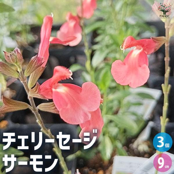 ITANSE チェリーセージ サーモン ハーブの苗 9cmポット/お買い得3個