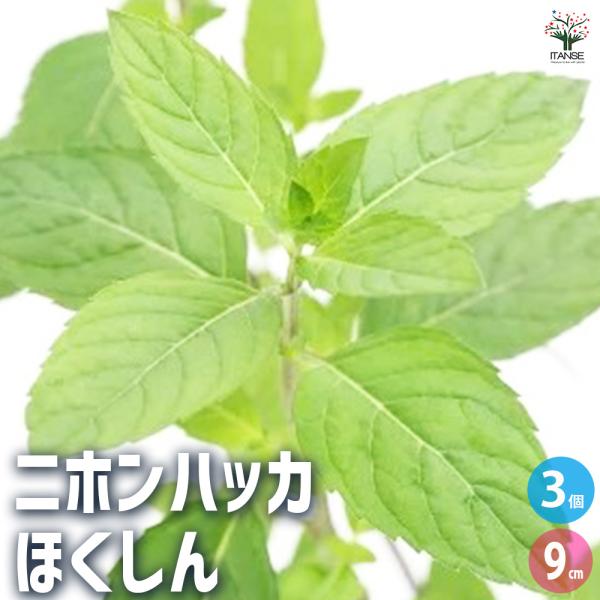 【品種特徴】昭和15年前後には世界の70％のシェアを誇った、ハッカの帝王と呼ばれていました。メントール含率は79.3％と、ニホンハッカ代表種の中でも非常に高い数値を誇ります。そのメントール含有量が高さから、香料などの原料としても使われていま...