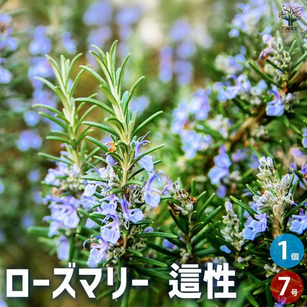 ITANSE ローズマリー 這性 ハーブの苗 7号ポット/1個売り ローズマリー