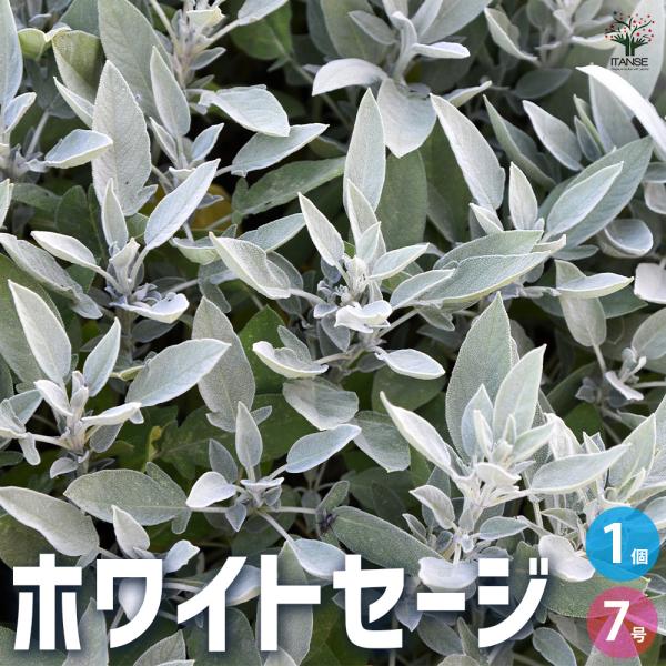 【品種特徴】ホワイトセージは邪気を払ったり空気を浄化すると言われており、ネイティブアメリカンが儀式の時などに用いた聖なるハーブとして有名です。乾燥させた葉を燻してスマッシング(浄化)をして、パワーストーンやクリスタル、お部屋などの浄化や、落...