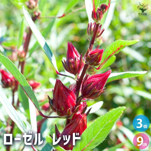 【品種特徴】ローゼルとは、特徴的な形の実をつけるアオイ科の品種です。お花は一日花で、白い花びらは繊細に波うち、中央部分の赤色がより一層美しさを引き立てます。多年草ですが、日本の気候では一・二年草として扱われることが多いです。世界三大美女のク...