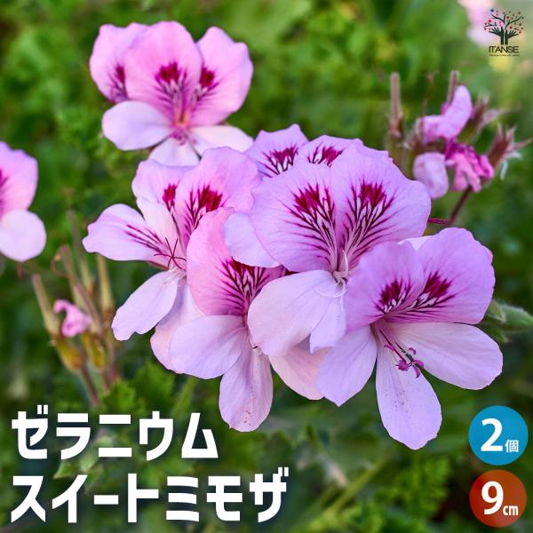 ゼラニウム スイートミモザ ハーブの苗 9cmポット/お買い得2個セット